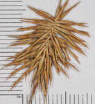 Bristly flatsedge